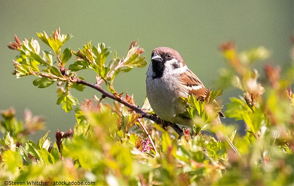 Weißdornhecke im naturnahen Garten Spatz sitzt in Weißdornhecke