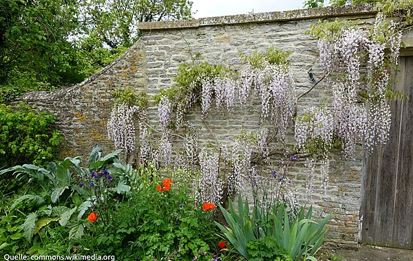 Cottage Garten von Kelmscott Manor mit Blauregen