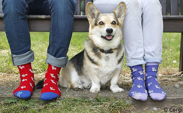 Corgi Socken