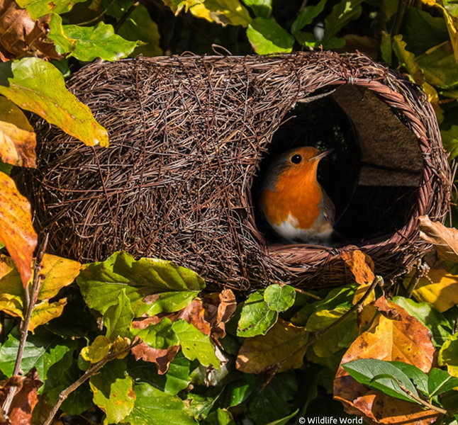 Offenes Nest für Rotkehlchen von Wildlife World